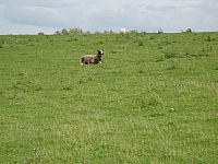 DSC01486.jpg