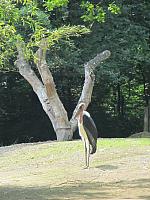 IMG_0429.jpg